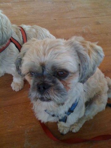 in_der_eifel_20100628_1161141682