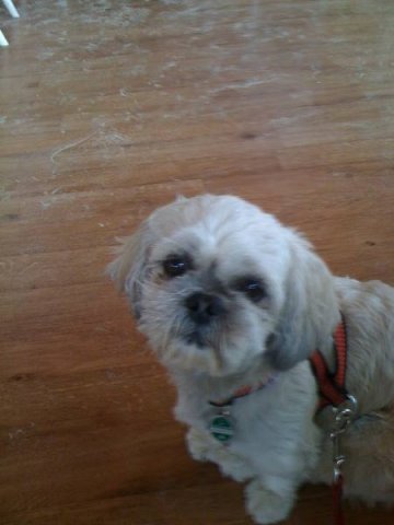 in_der_eifel_20100628_1418598695