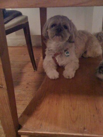 in_der_eifel_20100628_1834992279