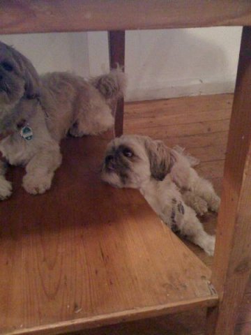 in_der_eifel_20100628_1892212632